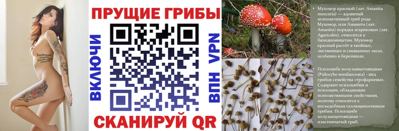 Галлюциногенные грибы мицелий kraken ССЫЛКА Питкяранта